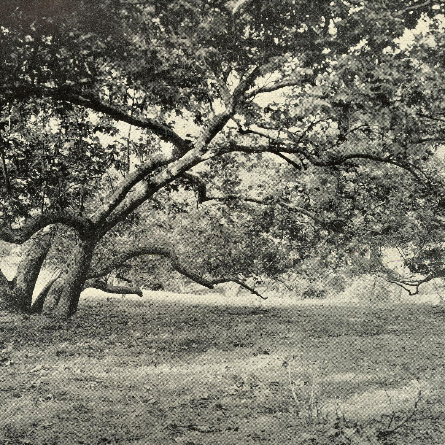 Sycamore woods in Rancho Malibu, ca. 1938