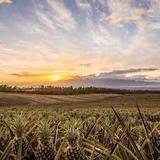 Maui Pineapple Tour