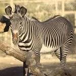 The Living Desert Zoo and Gardens