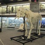 Museum of Osteology