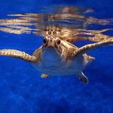 The Karen Beasley Sea Turtle Rescue and Rehabilitation Center