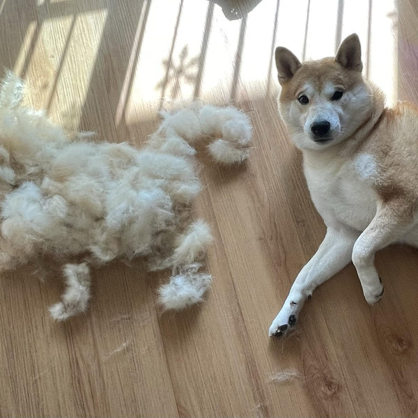 Bubu's 2027 Fluff Maintenance Fund