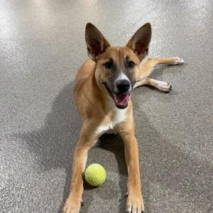 Pet Hotel For Our Honeymoon