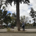 Gifted tree from Palo Alto
