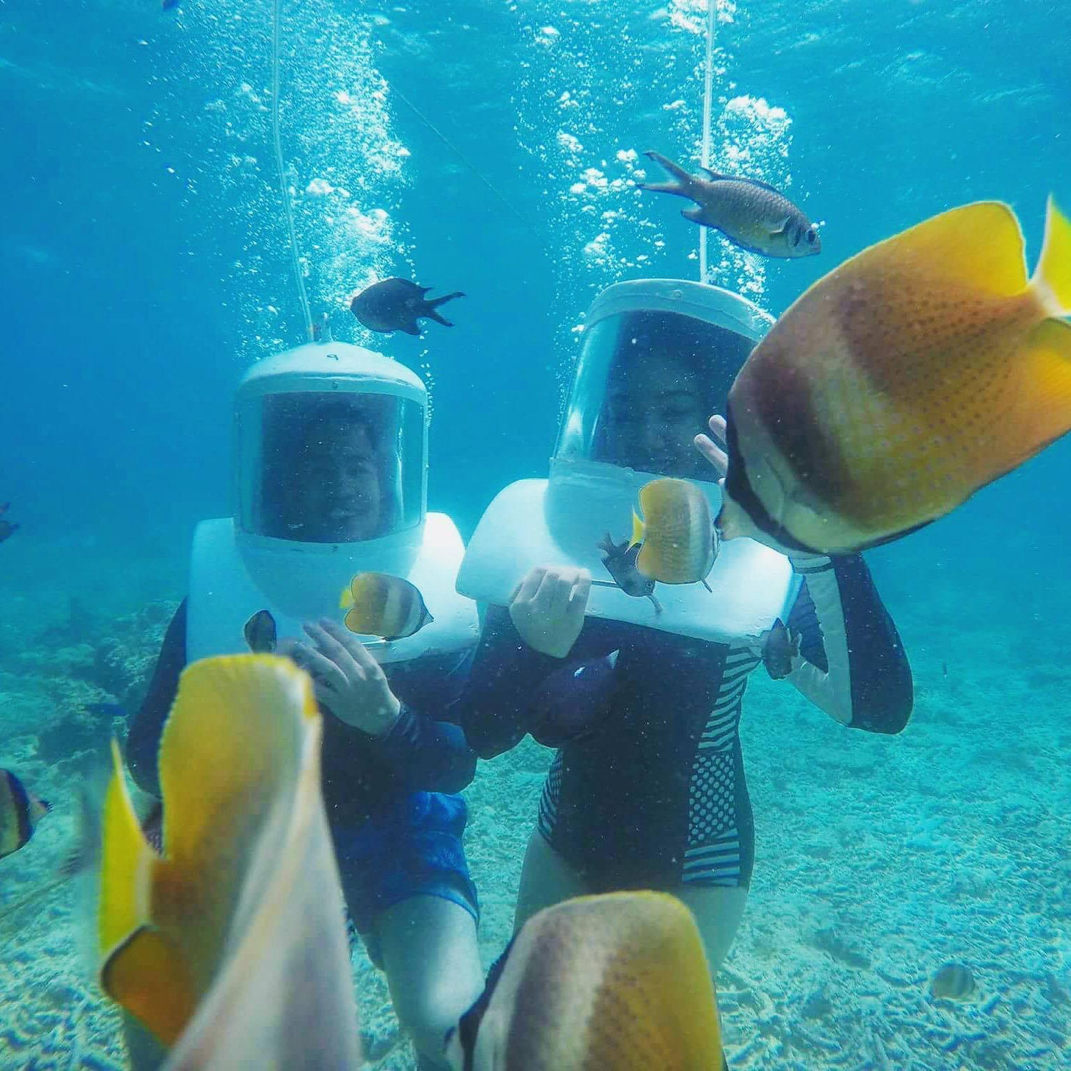Saying hello to Nemo