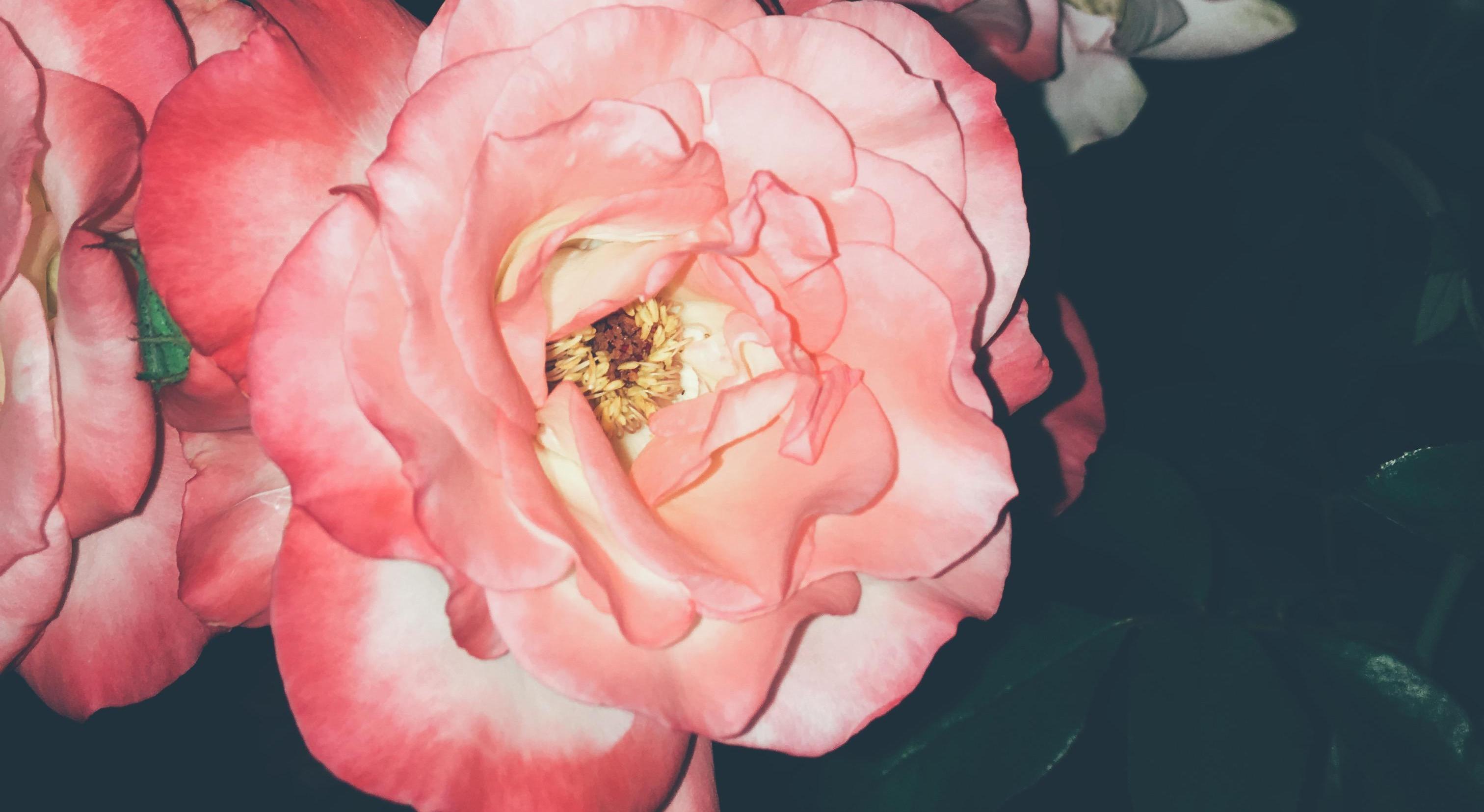 Footer image