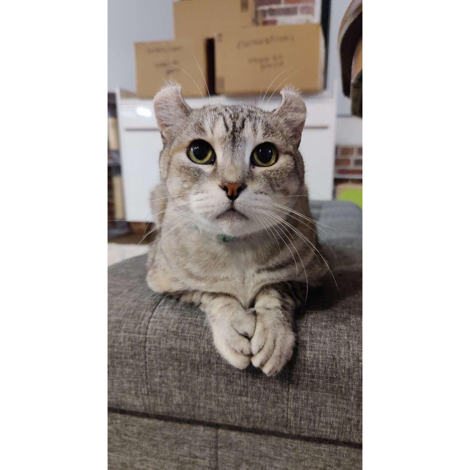 Suki