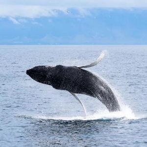 Whale Watching Tour