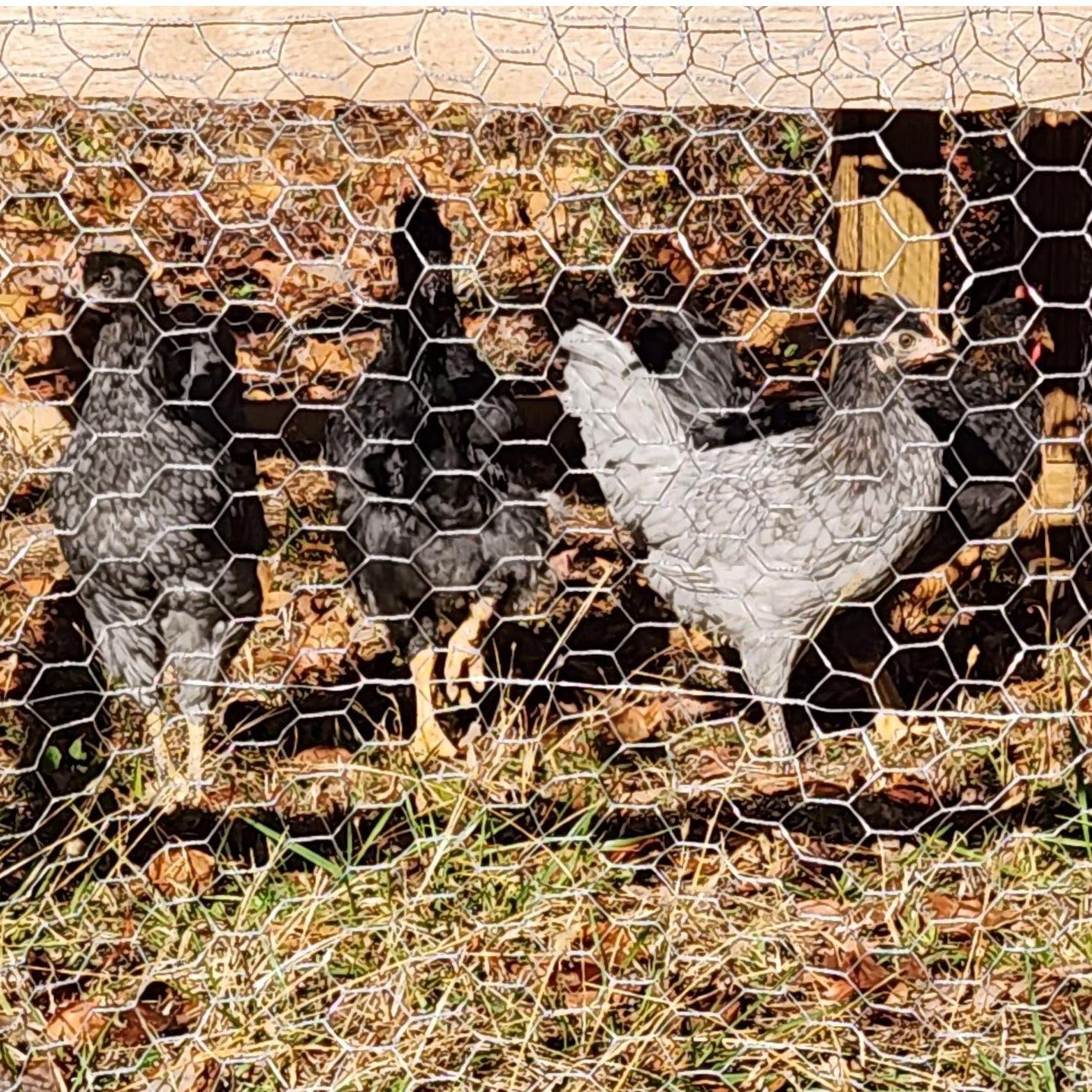 November 2023: Said chickens I successfully acquired and we raised. No losses!