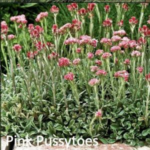Pink Pussytoes (Antennaria neglecta)