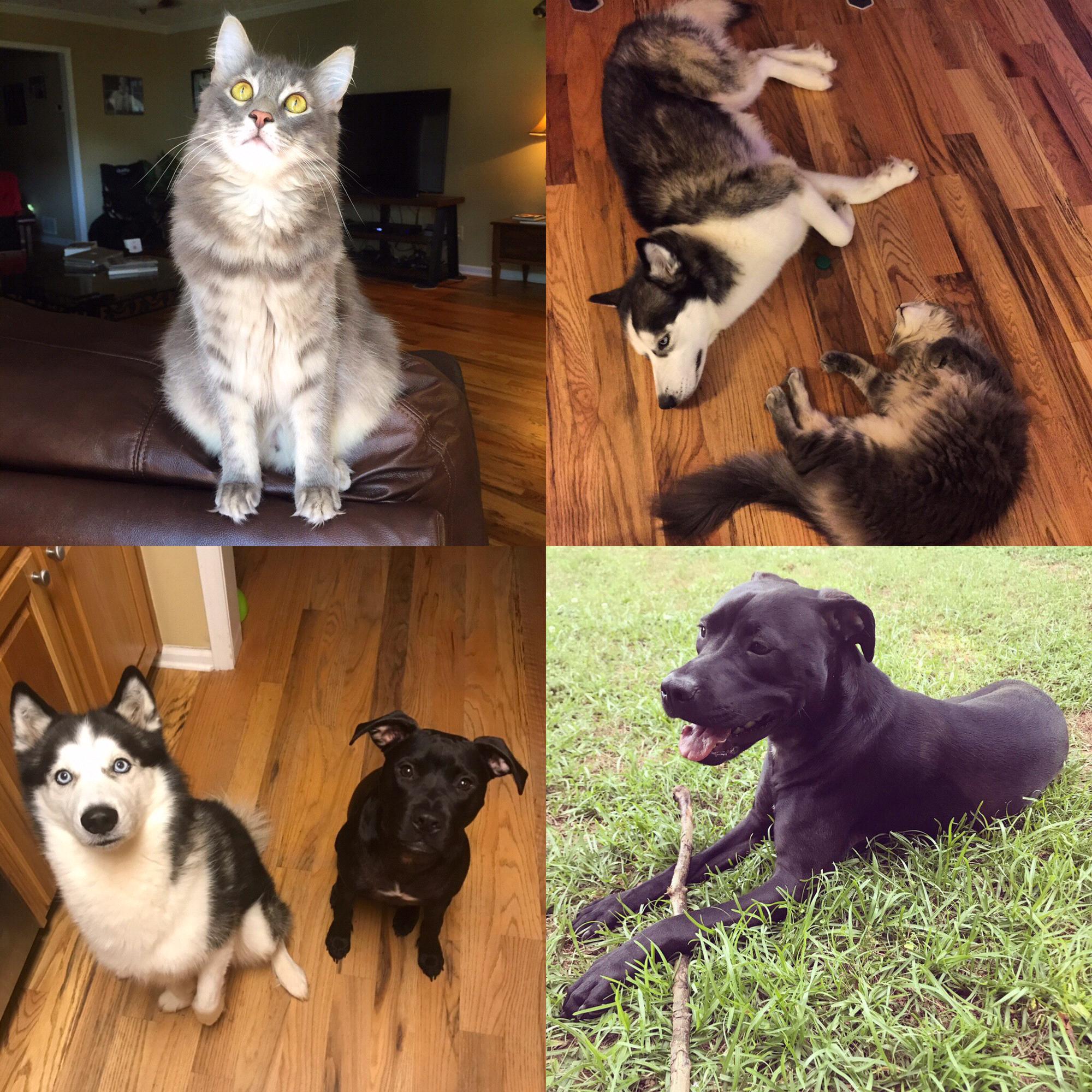 Our beautiful children Ocelot (kitty), Reidan (husky), and Rosie (lab/pitty pup). 🐾