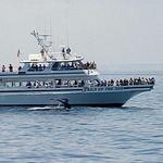Captain John's Boats