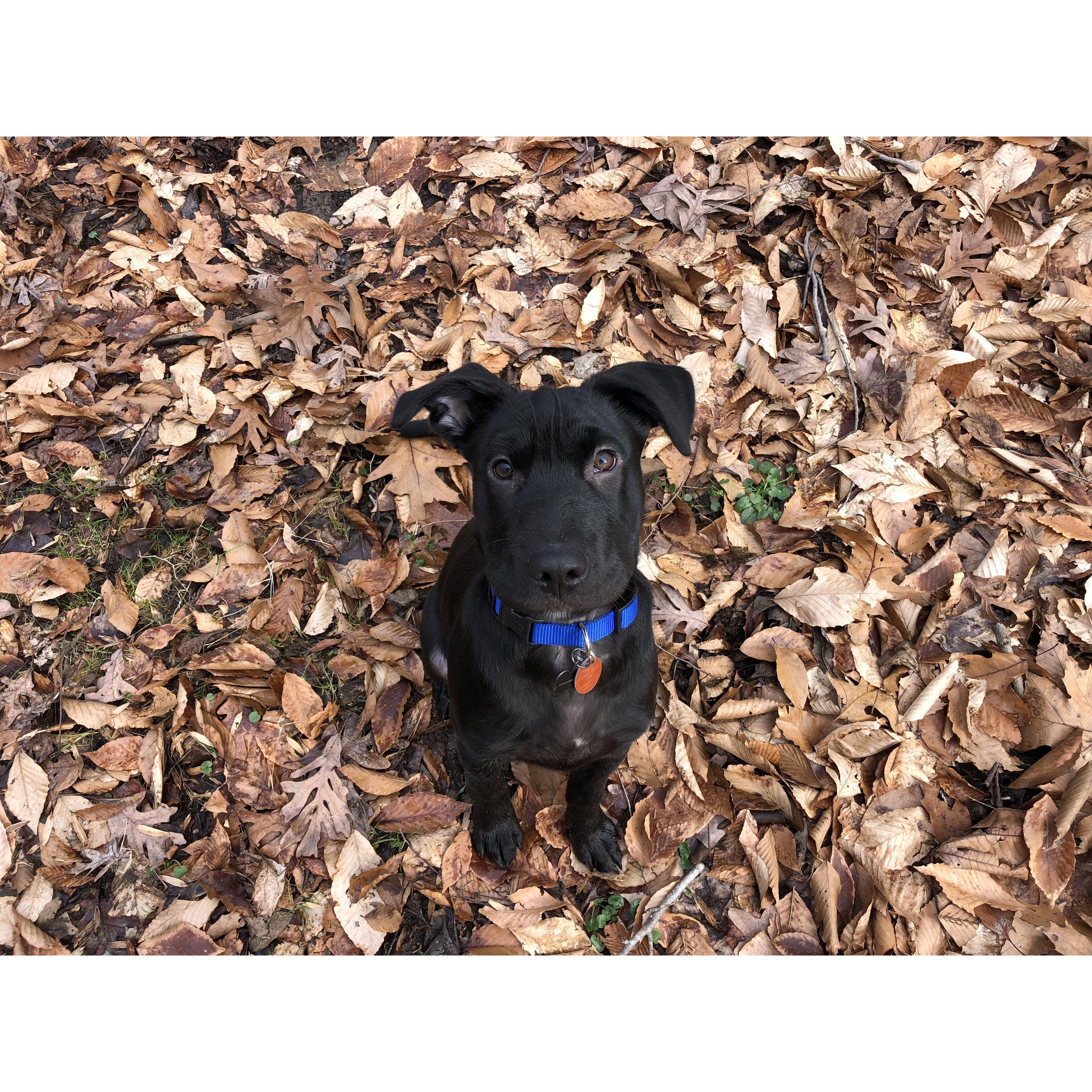 Louie Armstrong! (Our pup!)