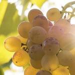 Wine Tour