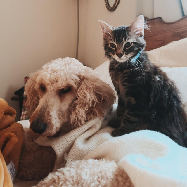 Pet E-fund: pet food/treats/toys for our furry friends ‘Milo’ and ‘Molly’