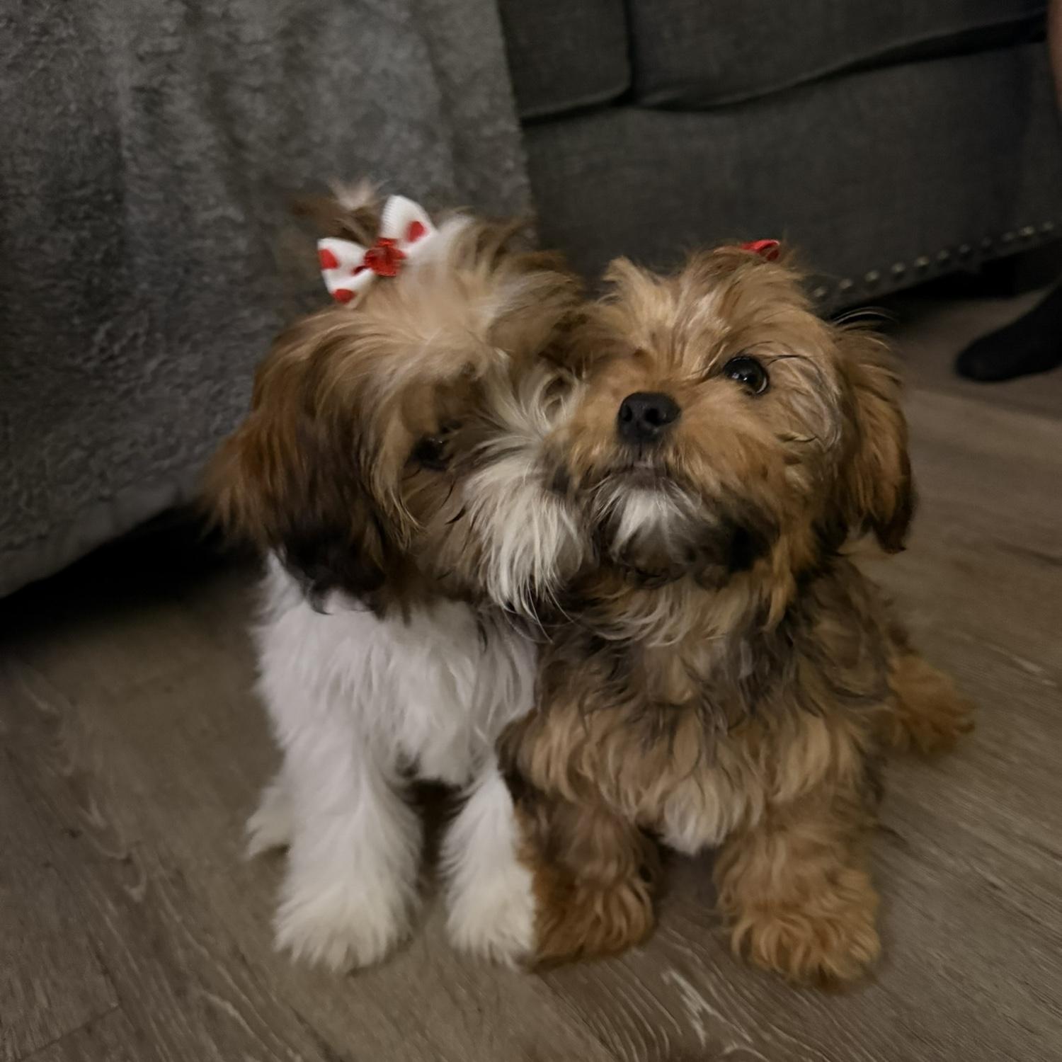 Meet our daughters Christina and Britney..... and yes they are name after the iconic pop girls Britney Spears and Christina Aguilera.