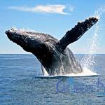 Whale Watching