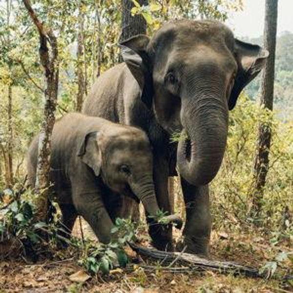 Elephant Jungle Sanctuary Experience in Thailand