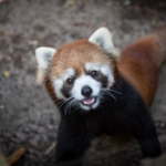 Columbus Zoo and Aquarium