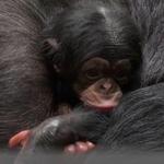 Saint Louis Zoo