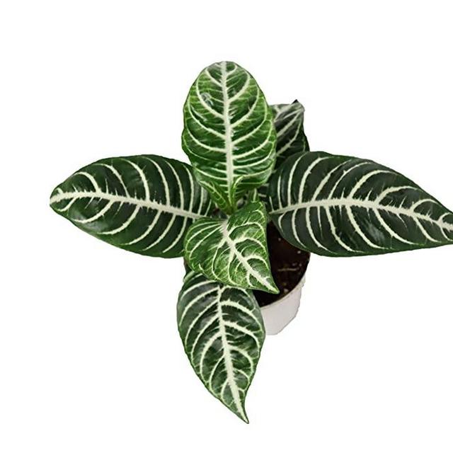 Aphelandra Zebra Plant- 4'' from California Tropicals