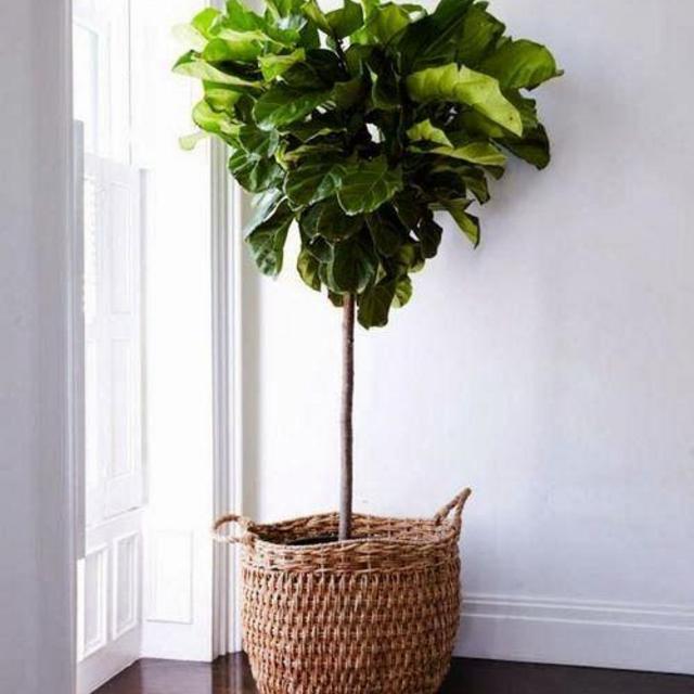 Fiddle Leaf Fig Tree