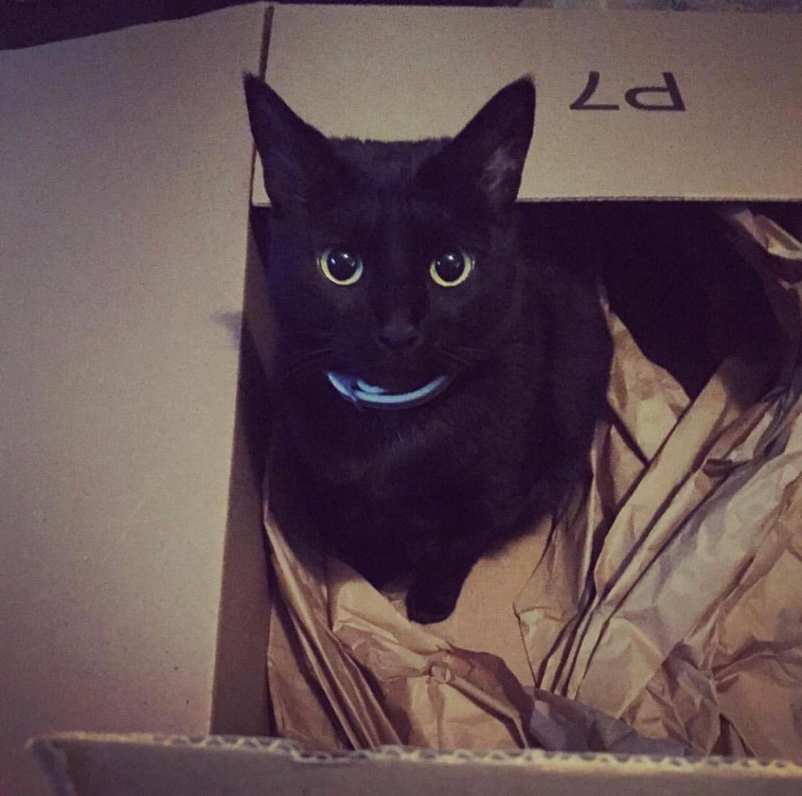 And our adorable little panther, Persephone!