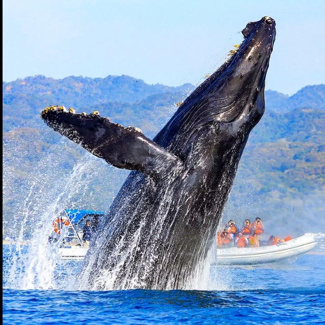 Whale Watching on our Honeymoon