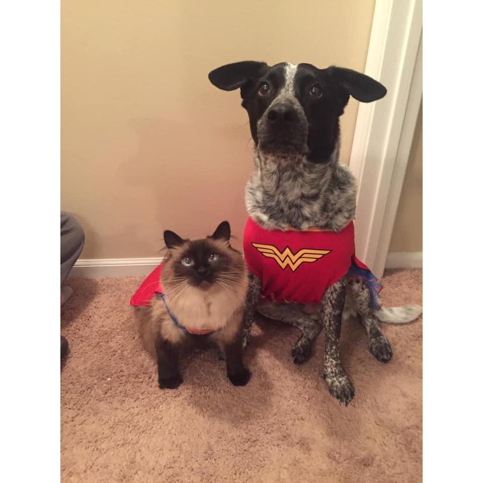 Our fur children Oliver and Baylee