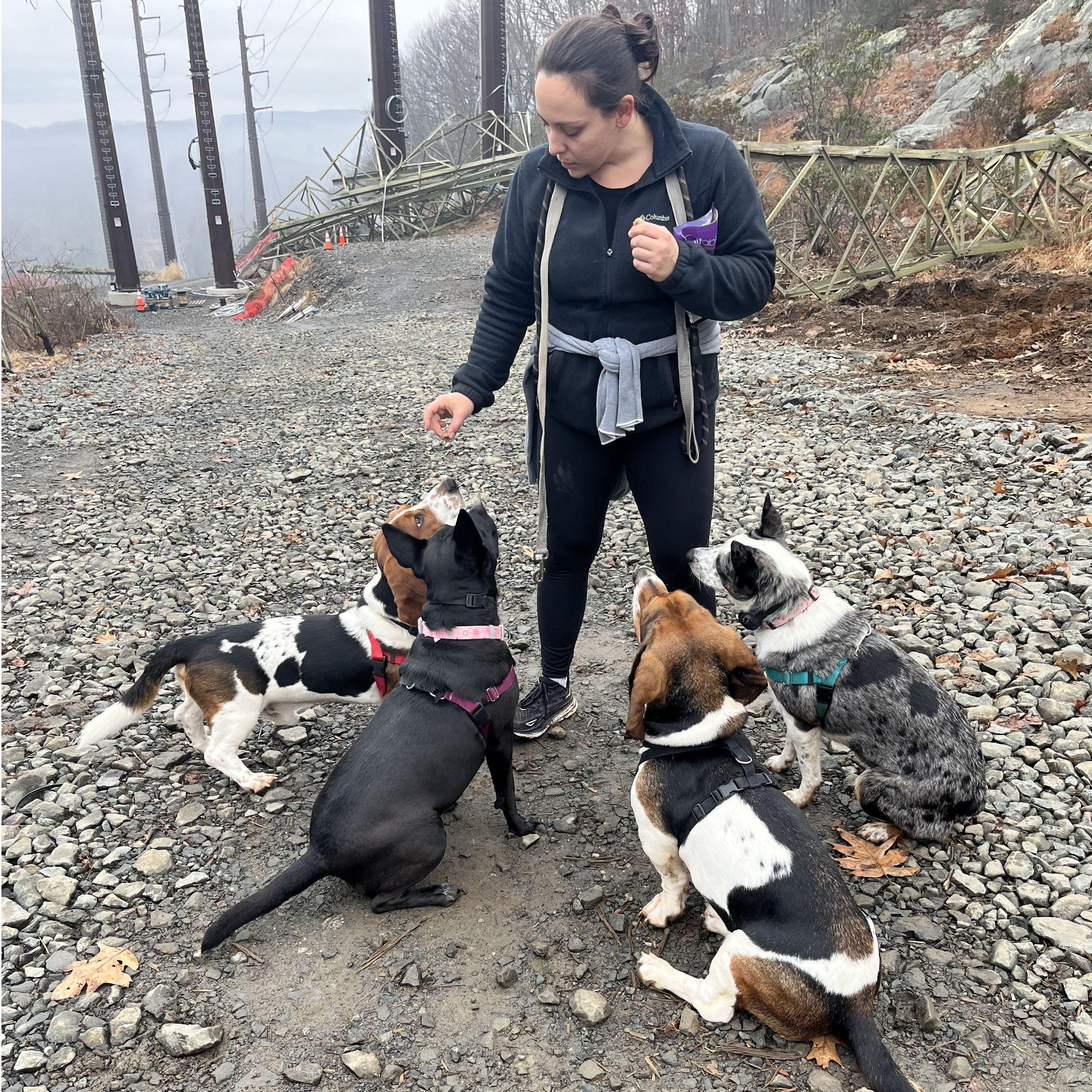 Hiking with all four of our dogs (two live with us full time, and the hound dogs live with us part time)