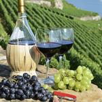Wine Tasting in Los OIivos