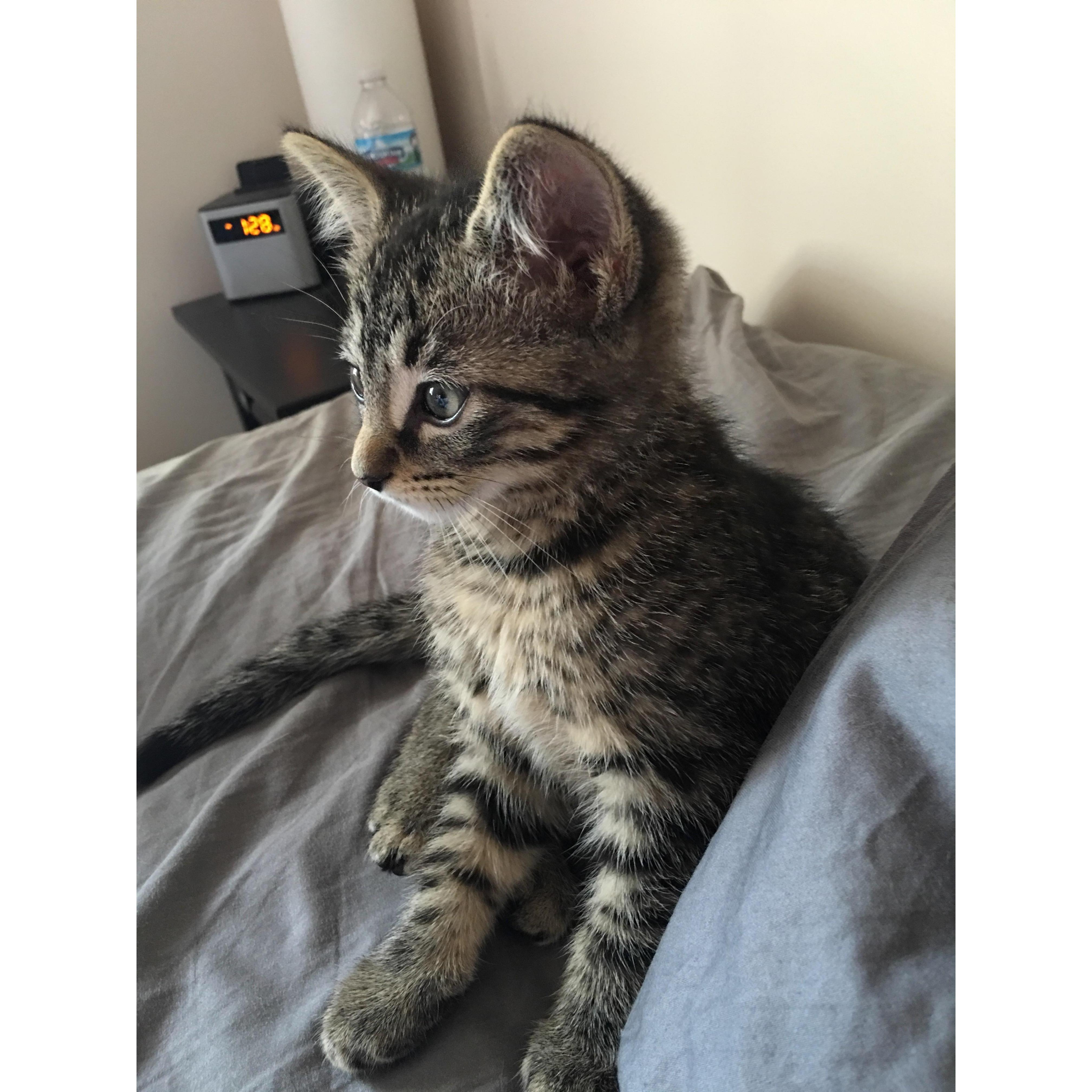 Boomer comes just about a year later in May 2015