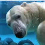 Lincoln Park Zoo