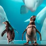 Shedd Aquarium