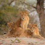 Kruger National Park