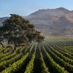 Santa Barbara Wine Country Tours