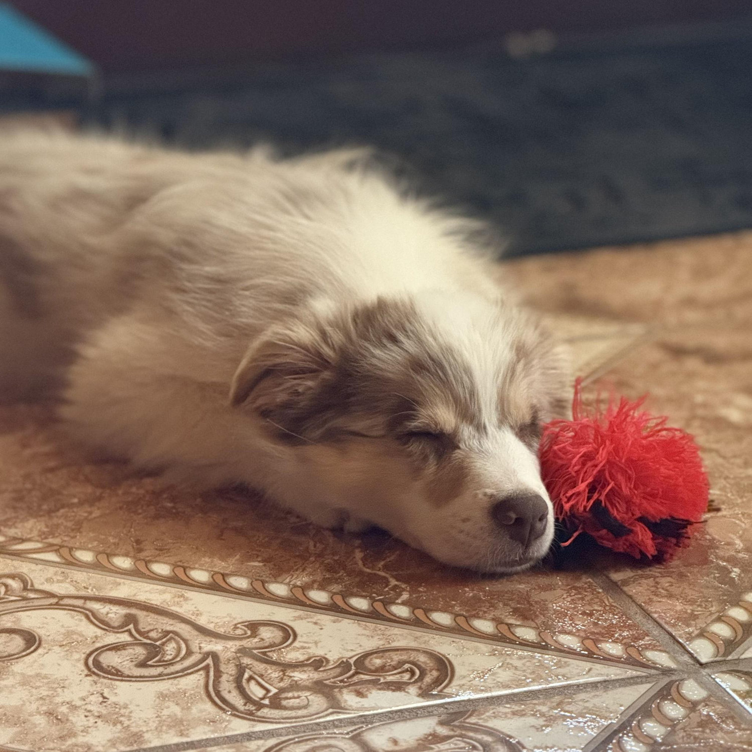 We got Nala on August 2025!