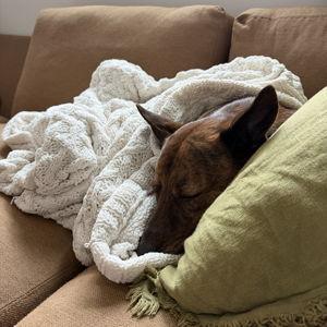 new blanket for Red