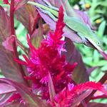 Columbus Botanical Garden