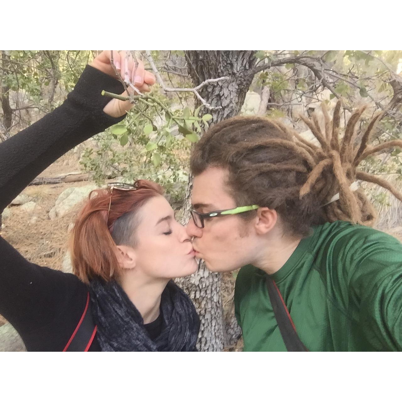mistletoe in the wild