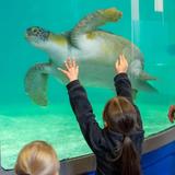 Sea Turtle, Inc.