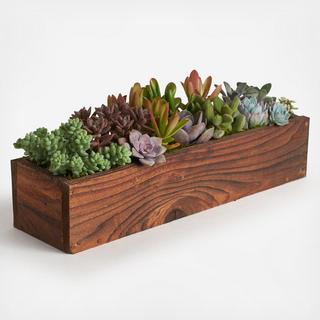 Rectangular Wood Planter with Succulents