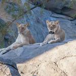 Fresno Chaffee Zoo