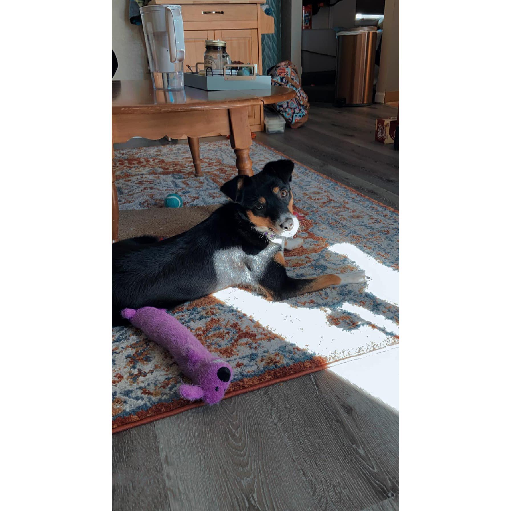 Millie's 1st day home