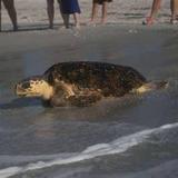 Sea Turtle Nesting