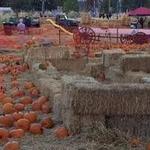 Pumpkin Patch & Hay Maze