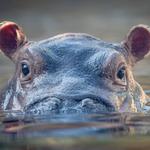 Cincinnati Zoo & Botanical Garden