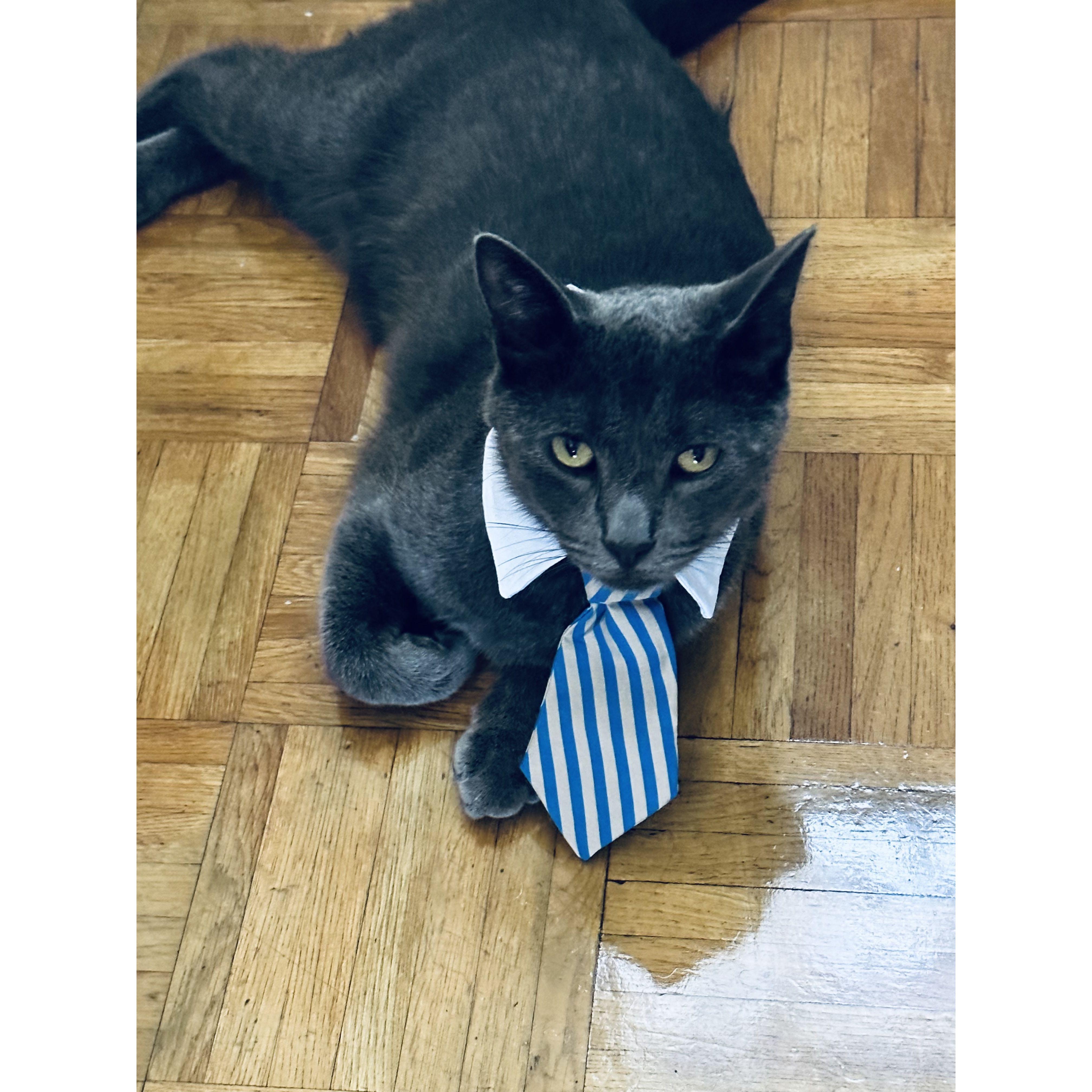 Cat # 2: Itadori is heading to the Supreme Court.