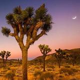 Joshua Tree National Park