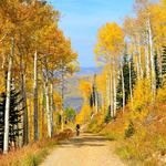 Leaf Peeping